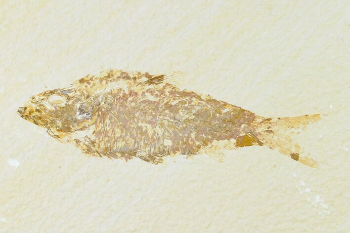 Bargain, Fossil Fish (Knightia) - Wyoming #149776